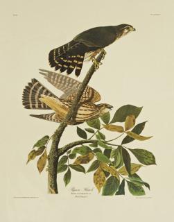 Appraisal: John James Audubon - Pigeon Hawk No Plate Amsterdam edition