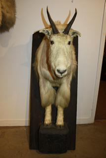 Appraisal: Front torso mountain goat mount To Benefit the Shelburne Museum