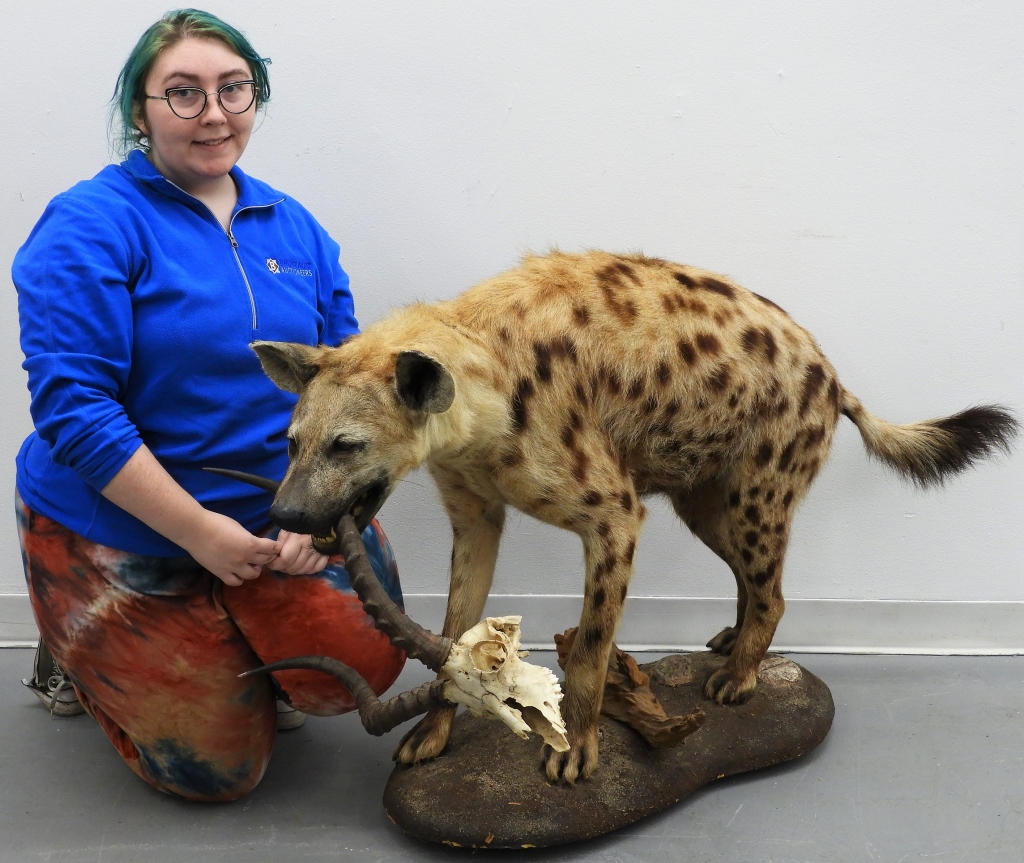 Appraisal: FULL BODY HYENA TAXIDERMY MOUNT United States th CenturyDepicts a