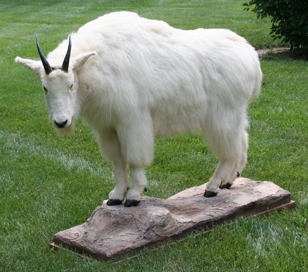 Appraisal: Mountain goat mount standing full bodied male mounted on craggy