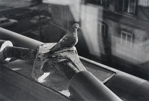 Appraisal: KERT SZ ANDR - Paris Pigeon Silver print x inches