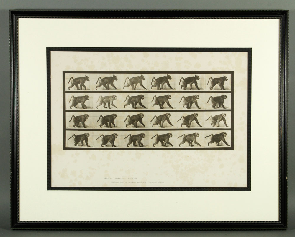 Appraisal: - th C Eadweard Muybridge Collotype Print th century Eadweard