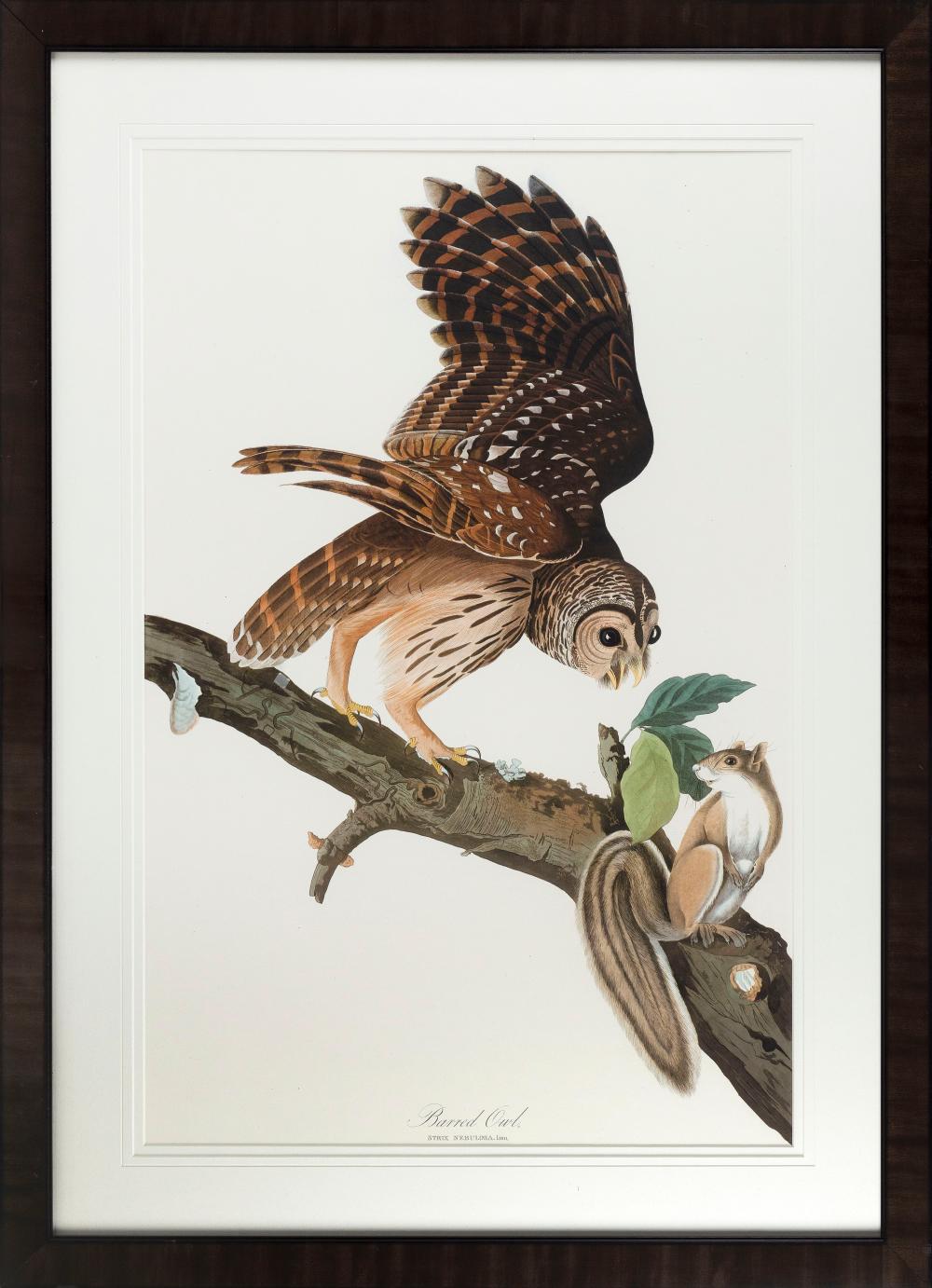 Appraisal: AUDUBON SOCIETY ABBEVILLE PRESS PRINT BARRED OWL X SIGHT FRAMED