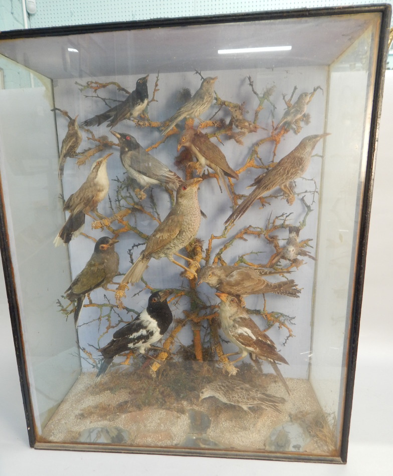 Appraisal: A collection of taxidermied birds each modelled on a branch