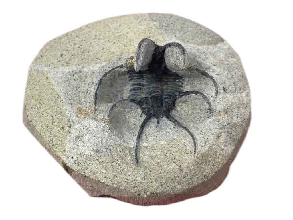 Appraisal: Ceratarges Armatus Trilobite FossilEntire piece is Diameter Specimen measures approx