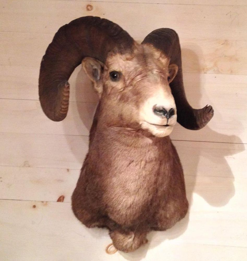 Appraisal: Rocky Mountain Big Horm Ram Taxidermy Trophy Mount high wide