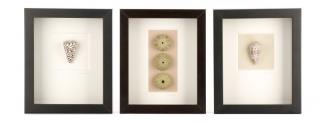 Appraisal: Three Small Shell Specimens in Shadowboxes Shells in Shadows American