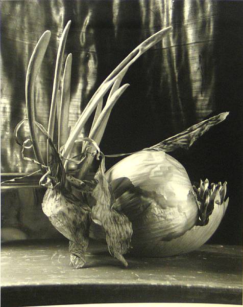 Appraisal: Nigel Poor American born Untitled Study of Onion Gelatin silver