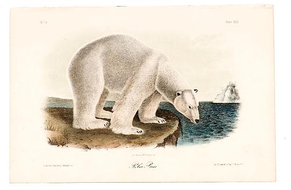 Appraisal: AUDUBON FIRST EDITION OCTAVO QUADRUPEDS COMPLETE BEARS published between -