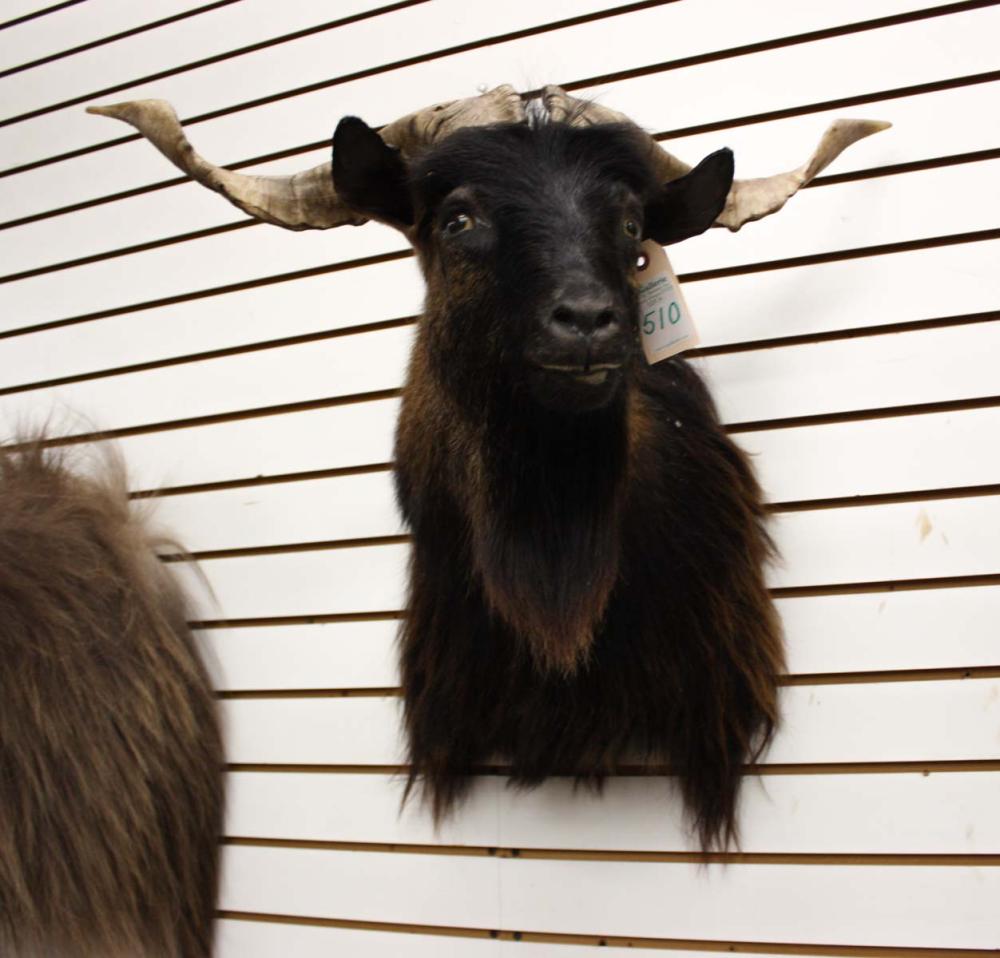 Appraisal: FERAL GOAT GAME MOUNT a male head shoulder taxidermy mount