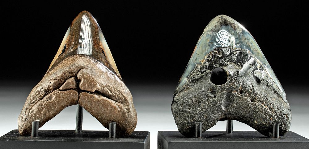 Appraisal: Two Fossilized Prehistoric Megalodon Teeth - Polished Originally Listed At