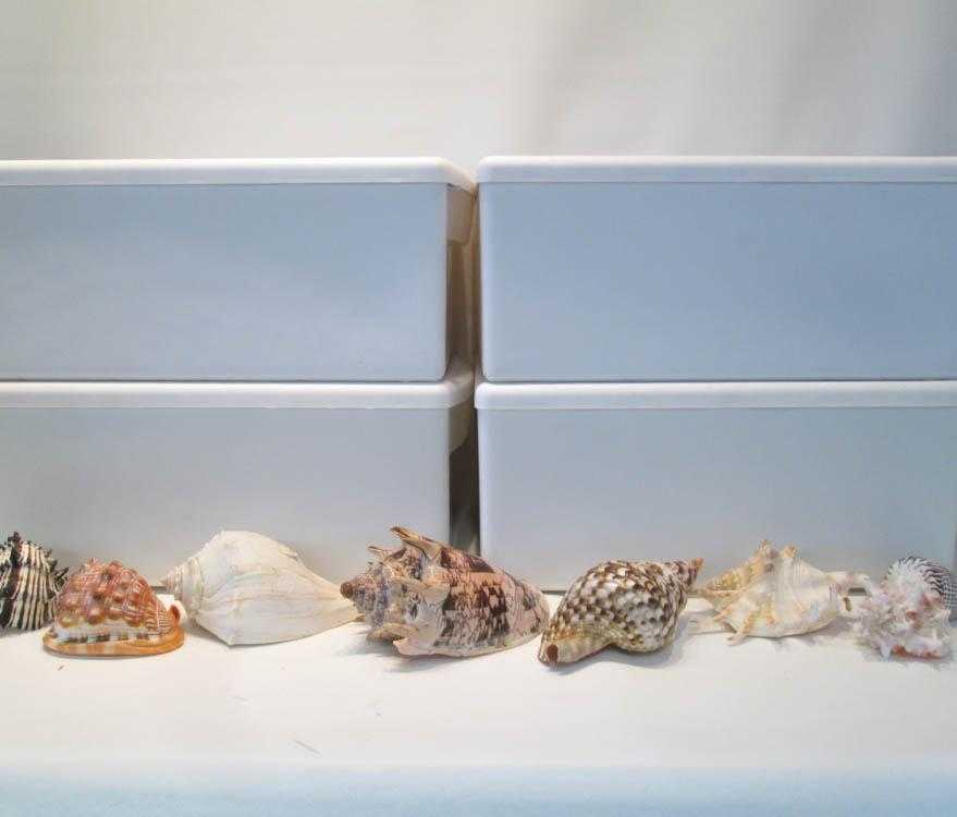 Appraisal: LARGE COLLECTION OF SEASHELLS AND SEA LIFE consisting of conch