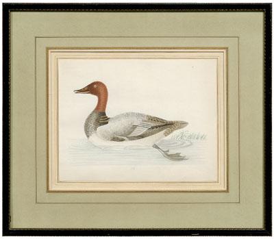 Appraisal: Rare John Abbot watercolor British Georgia - Great Brown-Headed Duck