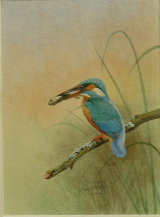 Appraisal: Bruce Henry watercolour kingfisher signed h w in