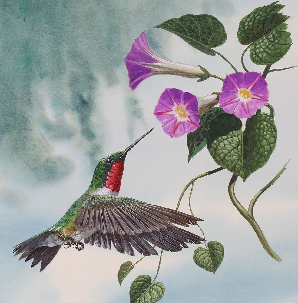 Appraisal: Don Balke B Ruby-throated Hummingbird Don Balke North Carolina B