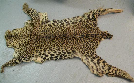 Appraisal: th century leopard skin h in