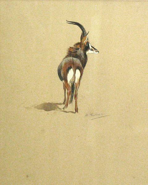 Appraisal: Archibald Thorburn Scottish - A study of a kudu signed