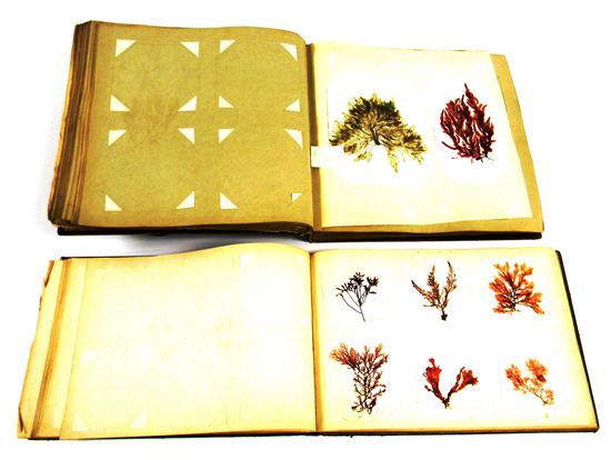 Appraisal: Two c albums with seaflower and seaweed mounts specimens collected