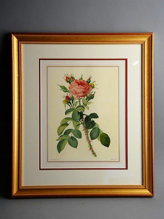 Appraisal: Six Color Lithographs of Roses after P J Redoute London