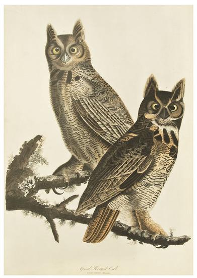 Appraisal: AUDUBON John James - Great Horned Owl Strix Virginiana c