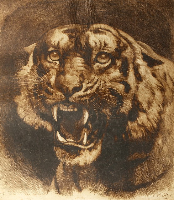 Appraisal: HERBERT DICKSEE - A Ferocious Tiger etching on vellum x