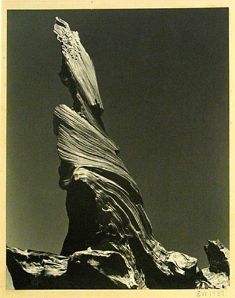 Appraisal: Edward Weston American - Drift Stump Crescent Beach Gelatin silver