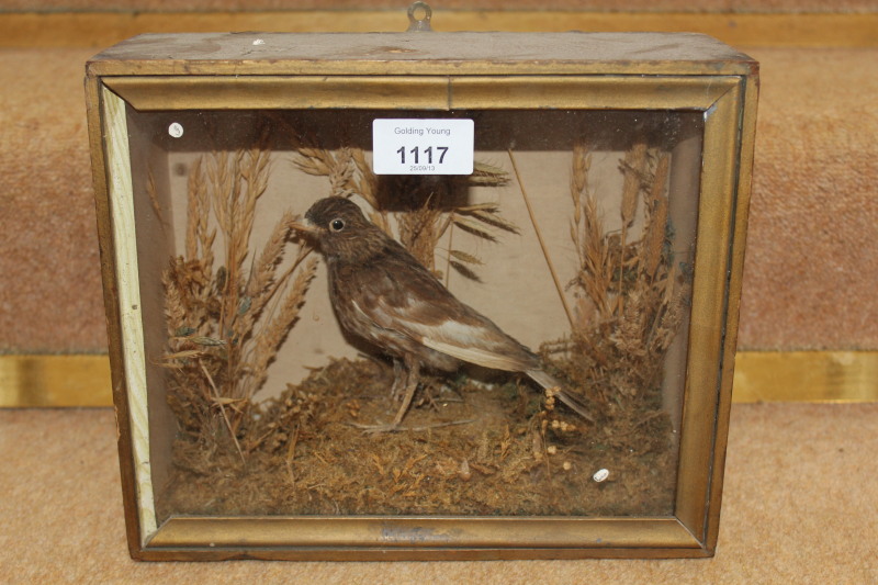 Appraisal: A Victorian taxidermy cased bird