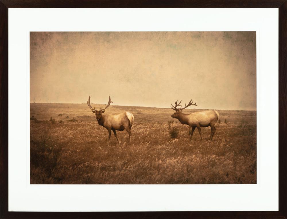 Appraisal: Jack Spencer American Mississippi b Two Elks archival ink jet