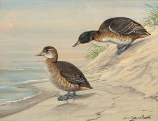 Appraisal: Louis Agassiz Fuertes Black-Headed Ducks at Waters Edgesigned Louis Agassiz