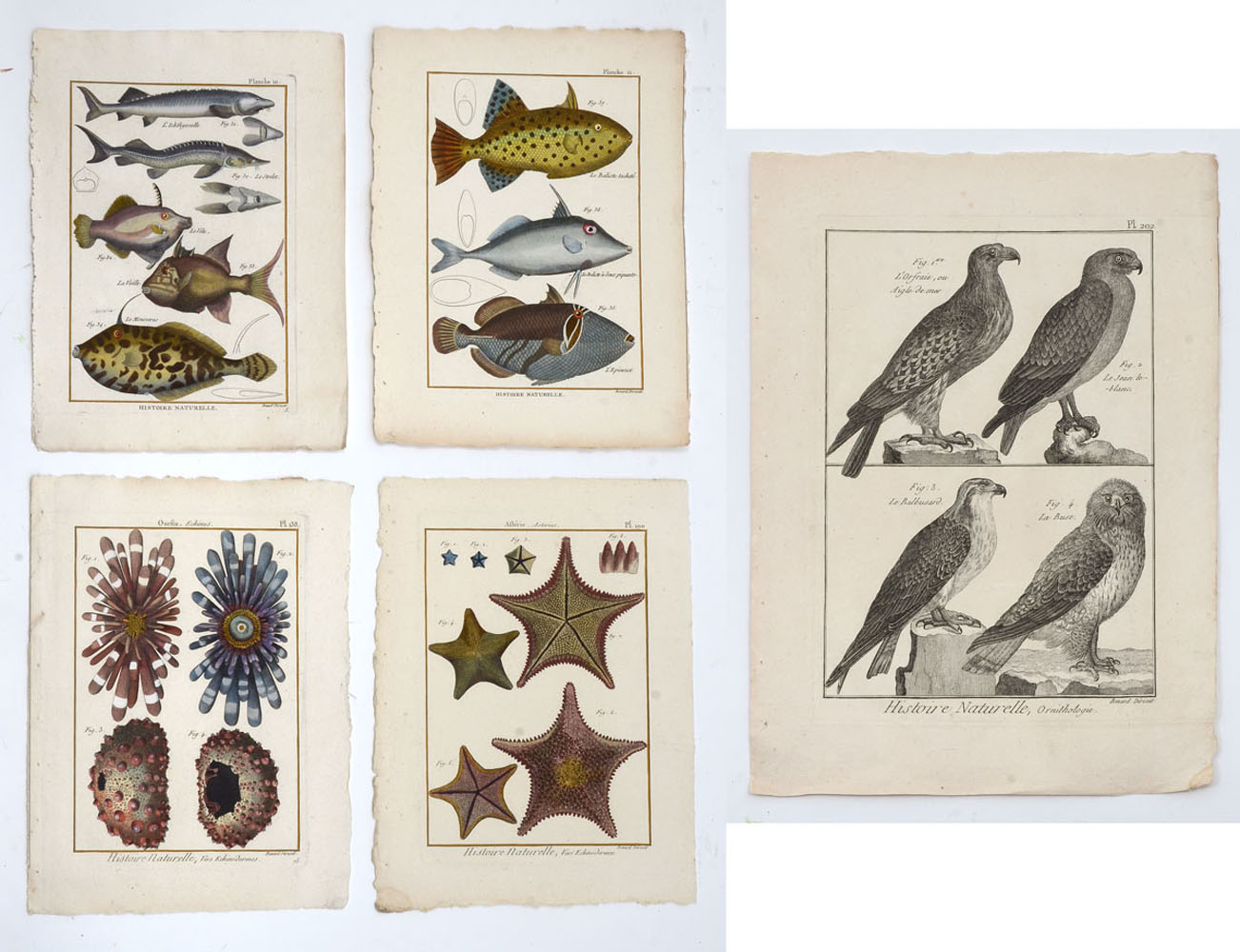 Appraisal: FIVE HISTOIRE NATURELLE COLORED ENGRAVINGS Four Maroon Animal Illustrations Taken