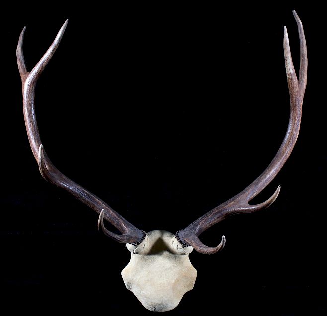 Appraisal: Montana Elk Antler Wall Mount Featured in this lot we