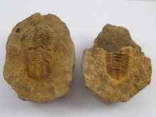 Appraisal: A trilobite fossil in two parts