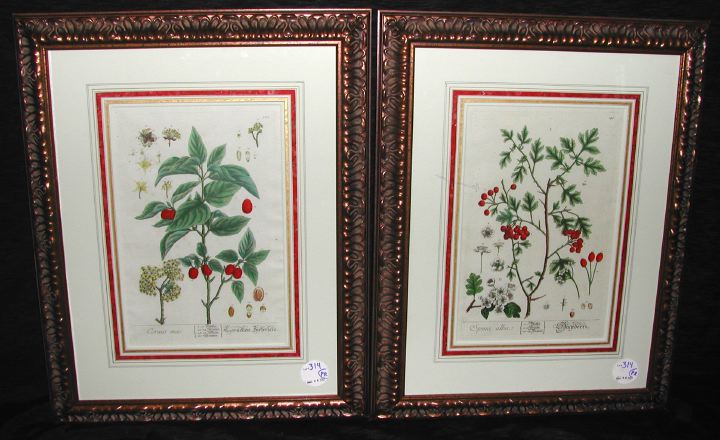 Appraisal: Elizabeth Blackwell British - Hawthorne and Dogwood pair of hand-colored