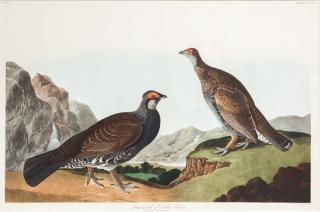 Appraisal: after John James Audubon - Long-tailed or Dusky Grousehand-colored engraving