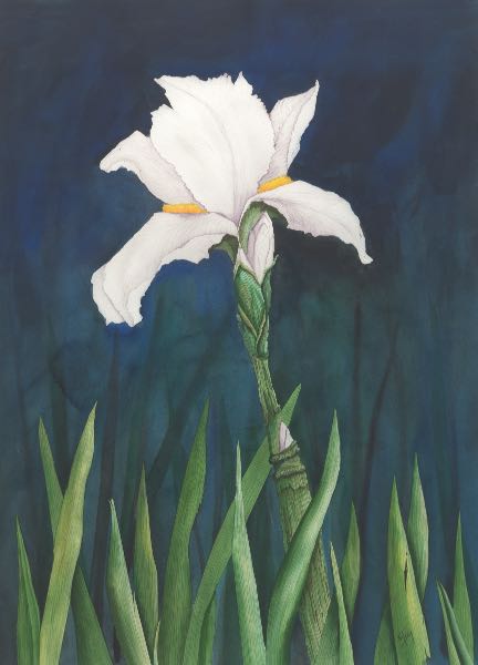 Appraisal: RICHARD WILSON AMERICAN TH CENTURY x sight size Iris Watercolor