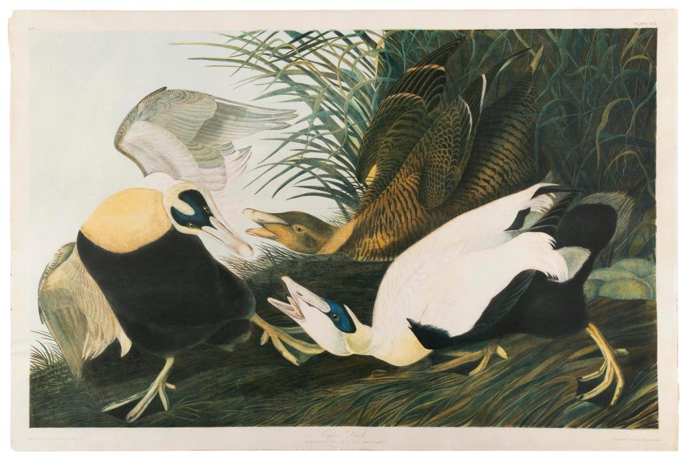 Appraisal: BIEN EDITION CHROMOLITHOGRAPH AFTER JOHN JAMES AUDUBON EIDER DUCK CIRCA