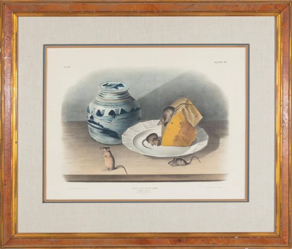 Appraisal: John James Audubon American - Common Mouse Male Female Young