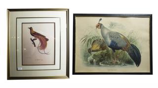 Appraisal: Bird Prints One French by Louis Viellot - Sight H