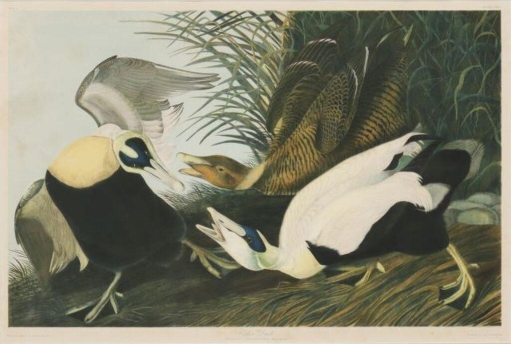 Appraisal: Framed chromolithograph on paper Eider Duck Fuligula Mollissima Male Female