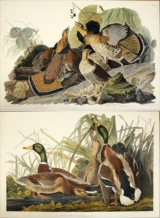 Appraisal: After John James Audubon Twenty-Six Reproduction Prints to x to