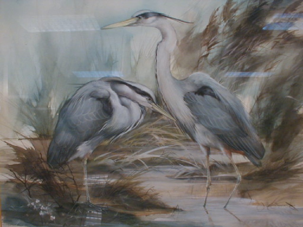 Appraisal: Tim Bramfitt thC Herons amongst rushes watercolour highlighted white signed