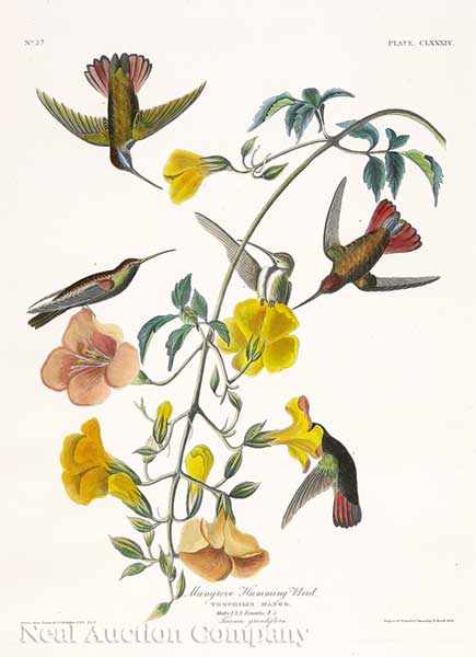 Appraisal: John James Audubon American - Mangrove Humming Bird Plate hand-colored