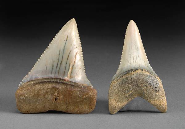 Appraisal: Two Large Fossil Great White Teeth Carchaodon carcharias Pliocene Pisco