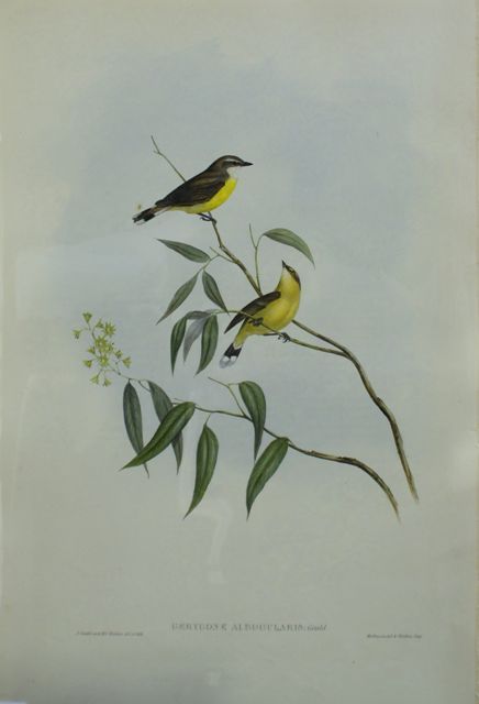 Appraisal: White-throated Gerygone Gerygone Albogularis