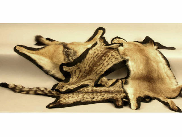 Appraisal: Collection of pelts Estimate -