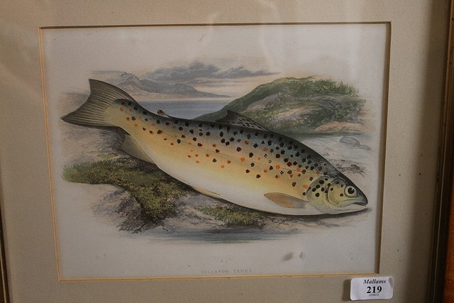 Appraisal: A pair of coloured prints of trout together with a