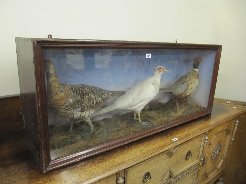 Appraisal: Taxidermy bird display in a glazed case