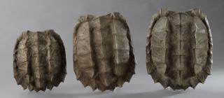 Appraisal: Group of Three Large Snapping Turtle Shells th c Mississippi