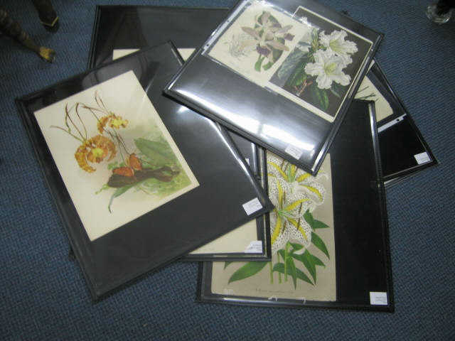 Appraisal: Lot of Botanical Engravings Prints