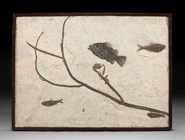 Appraisal: Fossil Branch with Fish Indeterminate flora species Priscacara serrata Diplomystus